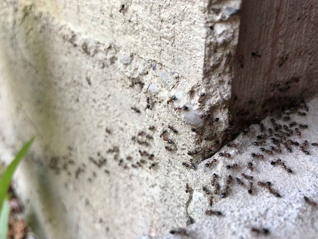 Toto je nejlepší způsob, jak se zbavit mravenců, vždy funguje. Ingredience najdete v každé kuchyni