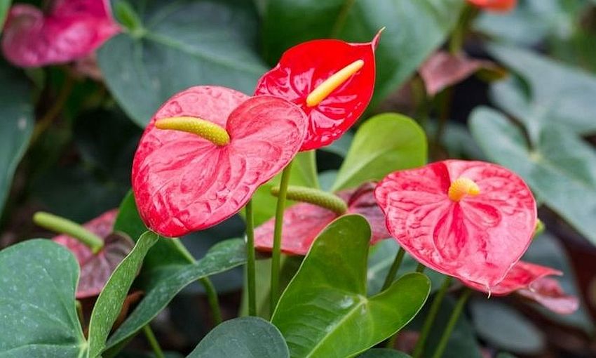Anthurium může kvést jako bláznivé. Toto hnojivo vystačí na pár korun.