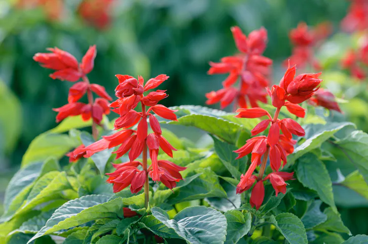 Rozhodně lepší než pelargonie. Přežije i to největší horko.