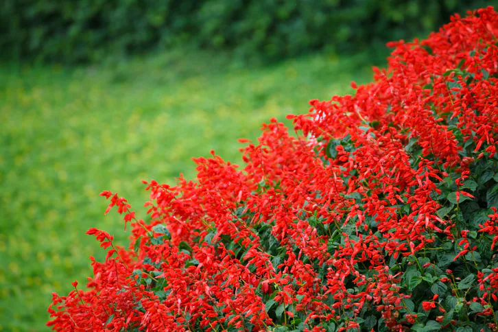 Rozhodně lepší než pelargonie. Přežije i to největší horko.