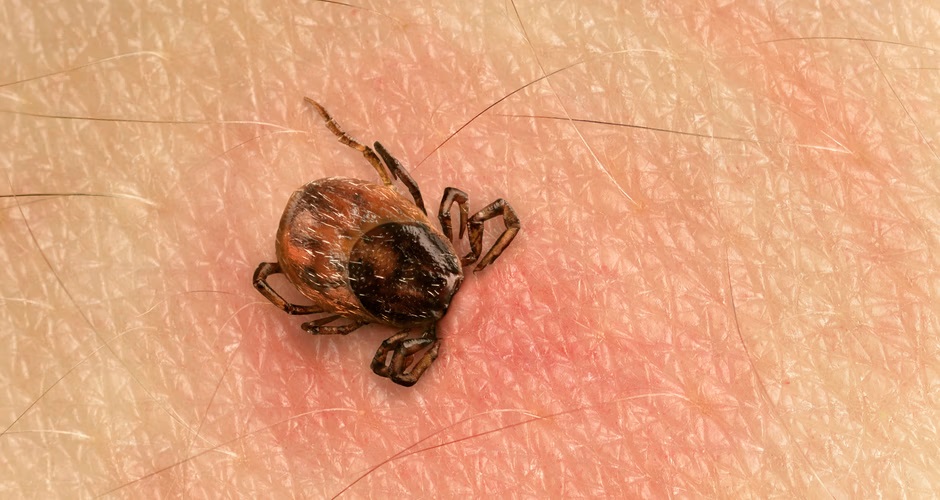 Klíšťata útočí. Zjistěte, jak se před nimi chránit