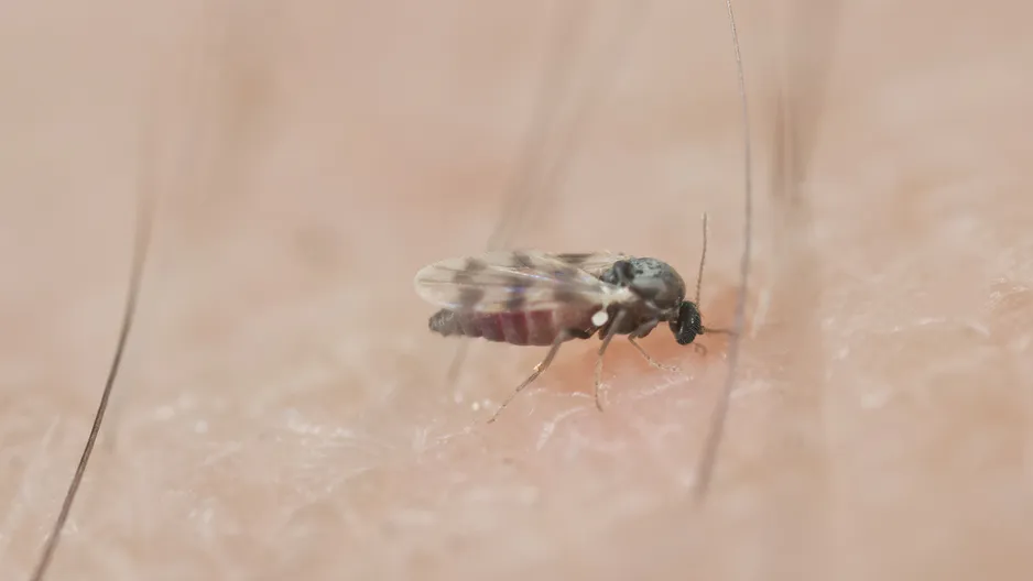 Zasaďte do zahrady. Komáři se už neobjeví.