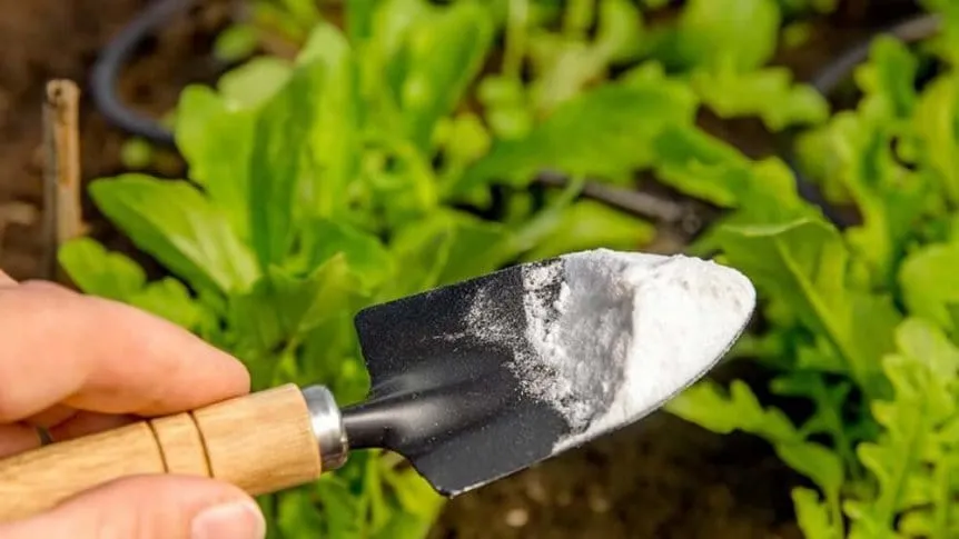 Úžasné vlastnosti jedlé sody pro pokojové rostliny: jak ji použít pro zdraví a krásu vašich květin?