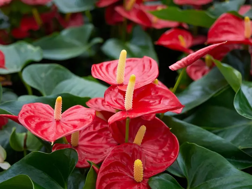 Jak oživit nemocný anthurium: 3 spolehlivé triky, které přimějí vaši „flamingovou květinu“ rozkvést barvami a listy.