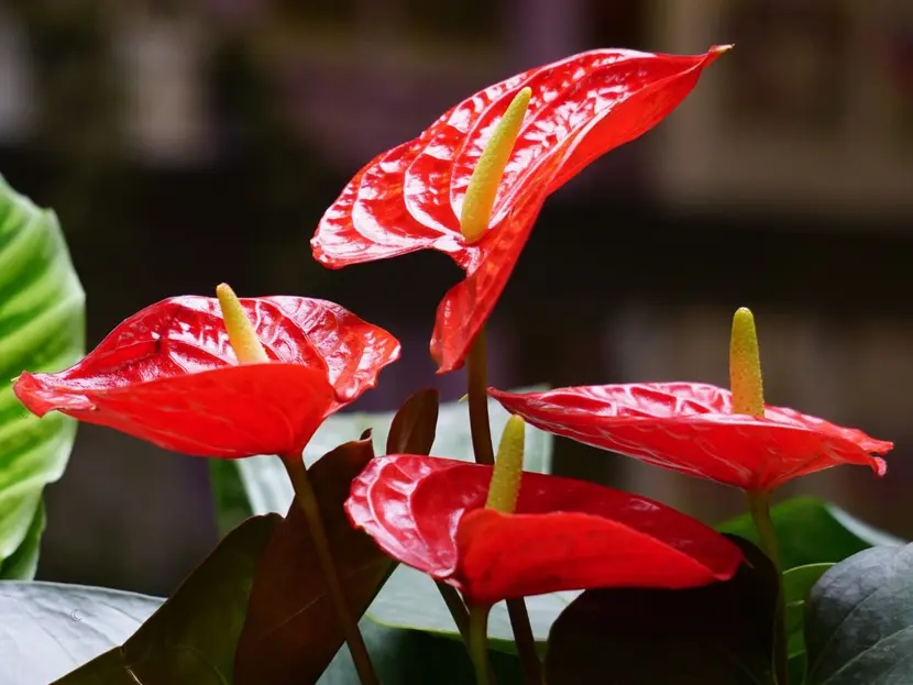 Jak oživit nemocný anthurium: 3 spolehlivé triky, které přimějí vaši „flamingovou květinu“ rozkvést barvami a listy.
