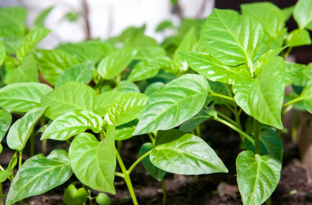 Paprika je nadšená! Při výsadbě jamku hojně zalijte a sklidíte plné košíky plodů.