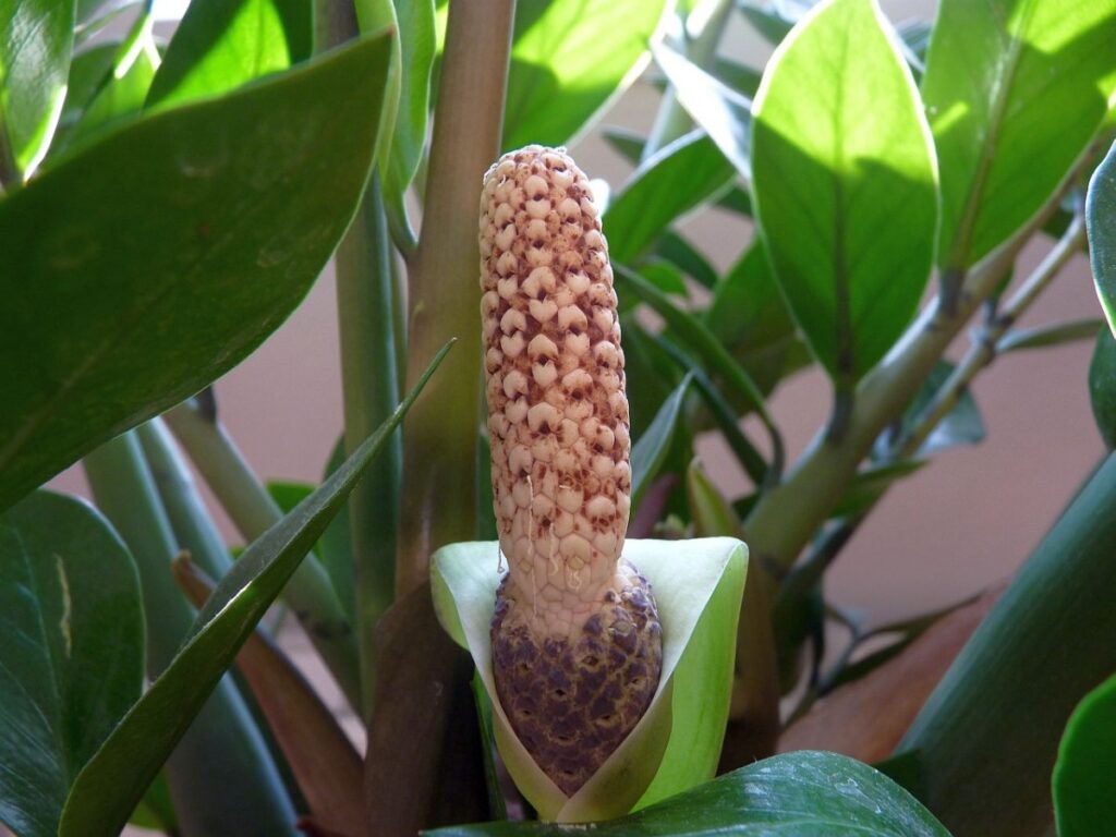 Levné a účinné. Čtyři domácí hnojiva pro zamioculcas. Budou stimulovat růst rostliny.