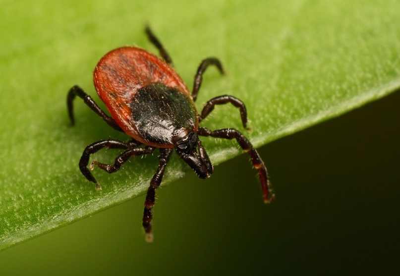 Tady jsou tři nejlepší prostředky proti klíšťatům. Výběr entomologa