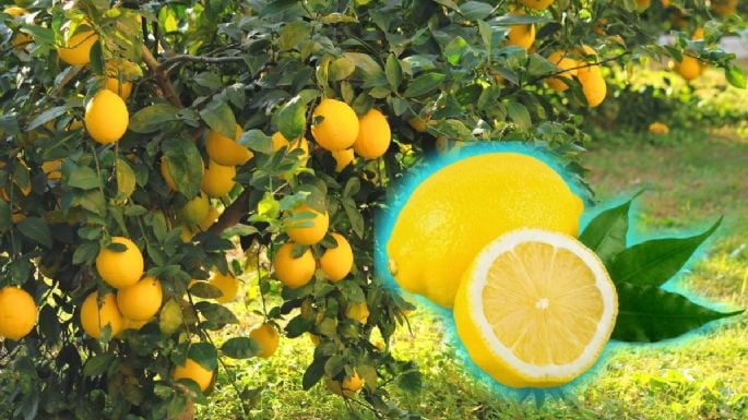 Jak přimět citroník k rozkvětu pomocí ovoce a květů v pouhých 3 jednoduchých krocích