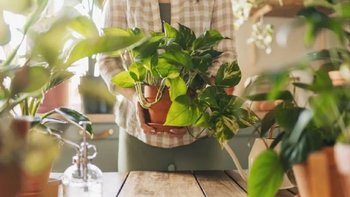 Energie vašeho domova může být ohrožena: 3 rostliny, které podle feng shui není vhodné mít v interiéru