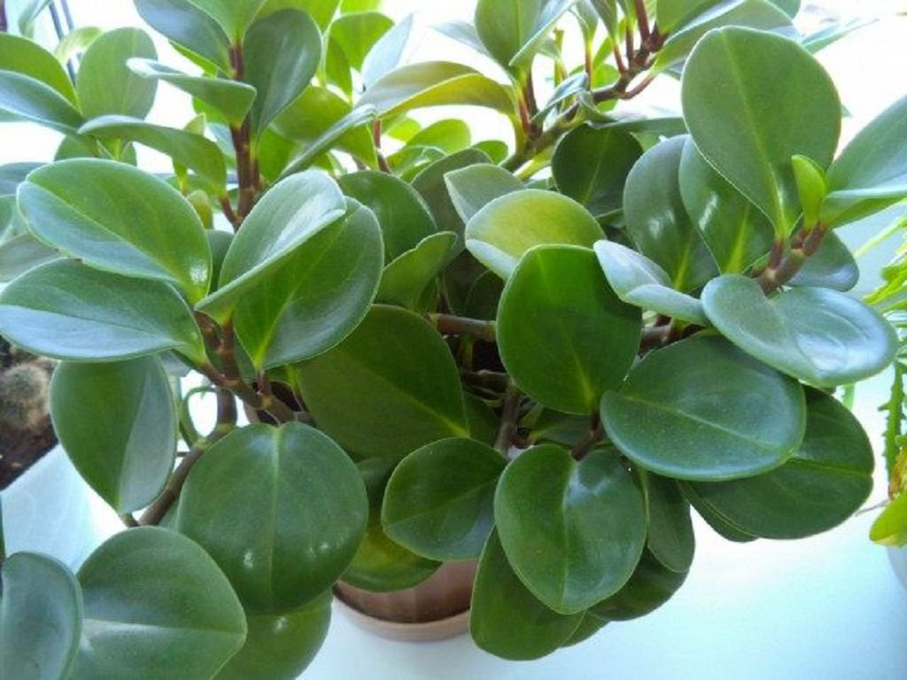 Energie vašeho domova může být ohrožena: 3 rostliny, které podle feng shui není vhodné mít v interiéru