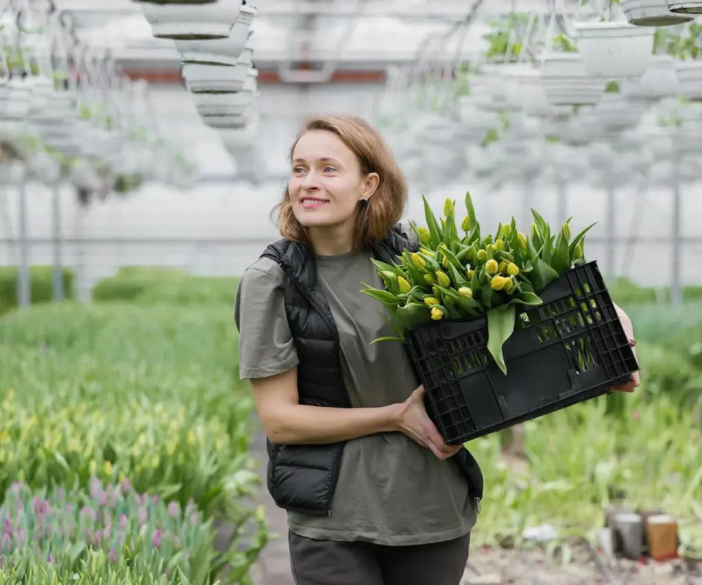 Hnojení tulipánů – tajemství holandských zahradníků. Co dělat s tulipány po odkvětu