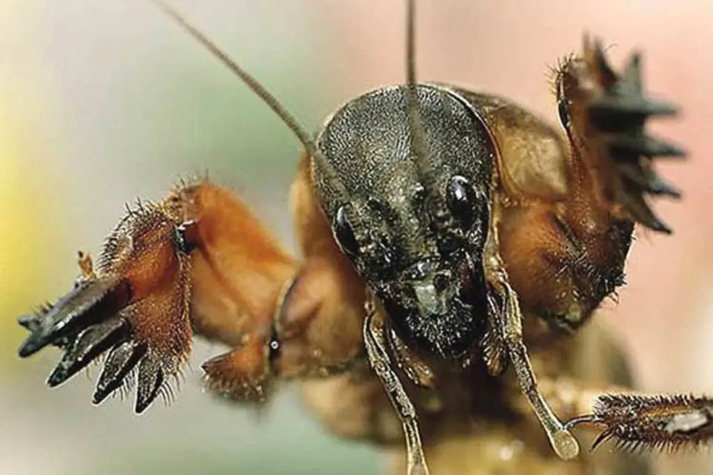 Přidejte 1 polévkovou lžíci do vody. Stojí 5 mincí a působí na medvedíky jako zahradní terminátor.