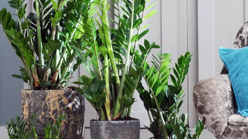 Dejte do sklenice trochu hořčice a zalijte ji vodou. Lepší hnojivo pro zamioculcas nenajdete.