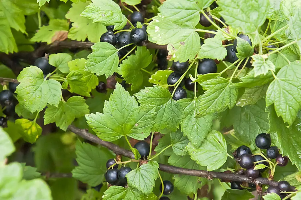Nejlepší, čím můžete zalévat rybíz během kvetení — z velkých bobulí na větvích „živého místa“ není