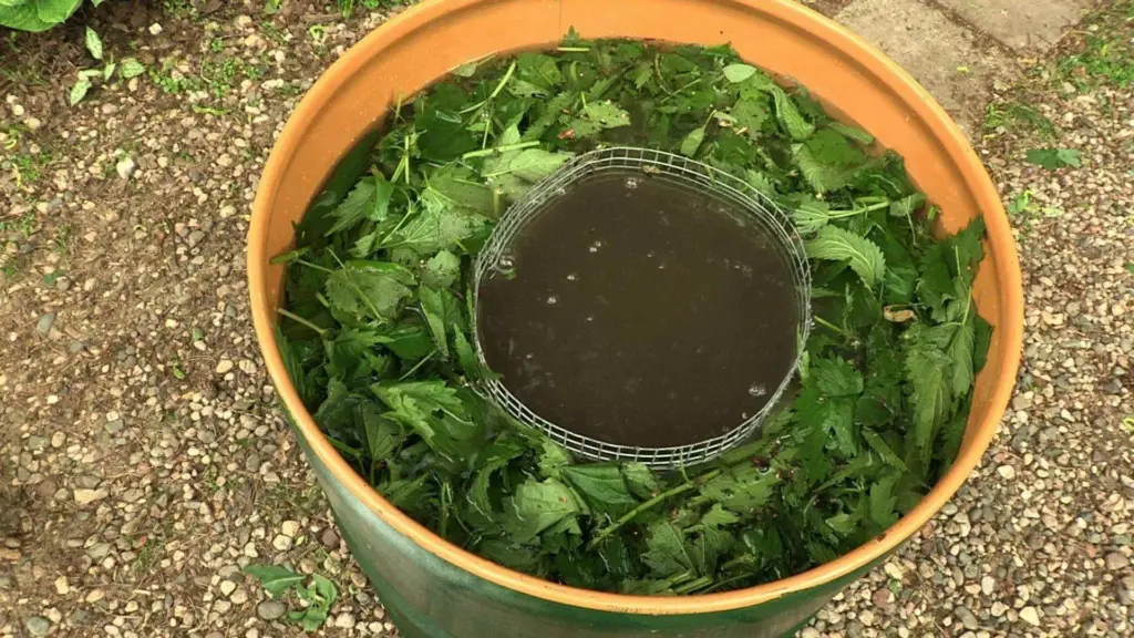 Moje babička vždy zalévá rajčata tímto roztokem. Keře se ohýbají pod tíhou obrovských a šťavnatých plodů.