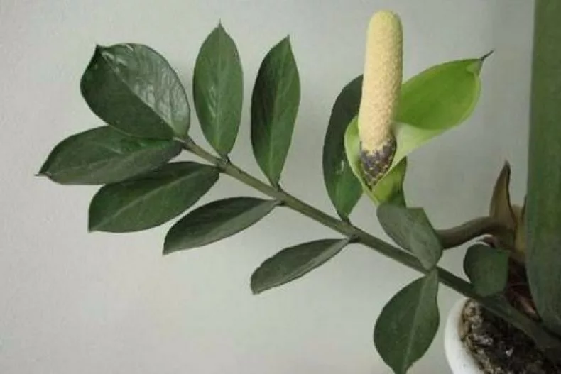 Rozdrtila jsem 2 tablety ve vodě – zamioculcas jako by se znovu narodil: z každého hlízy vyrůstá 10 větví