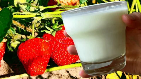 To nejlepší, co můžete jahodám v květnu dát: kvetou bez přestání, bobulí je spousta – jen 1 hrnek pod keř