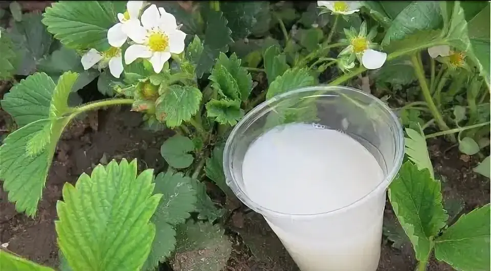 To nejlepší, co můžete jahodám v květnu dát: kvetou bez přestání, bobulí je spousta – jen 1 hrnek pod keř