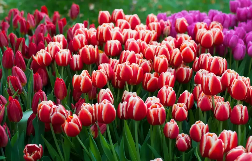 Hnojení tulipánů – tajemství holandských zahradníků. Co dělat s tulipány po odkvětu