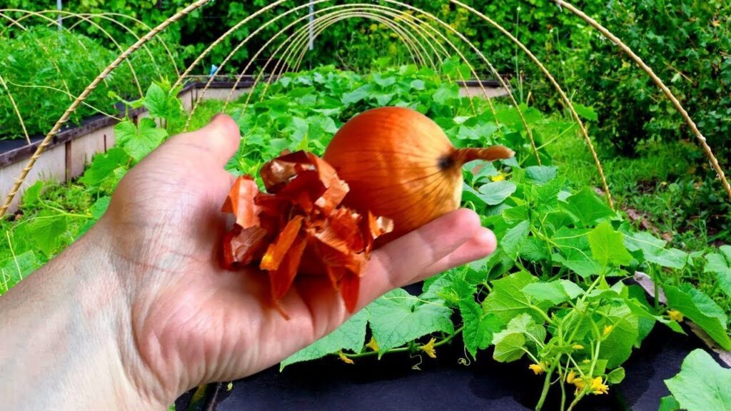 Nevyhazujte cibulovou slupku, zalijte ji vodou. Problém v zahradě se vyřeší sám.