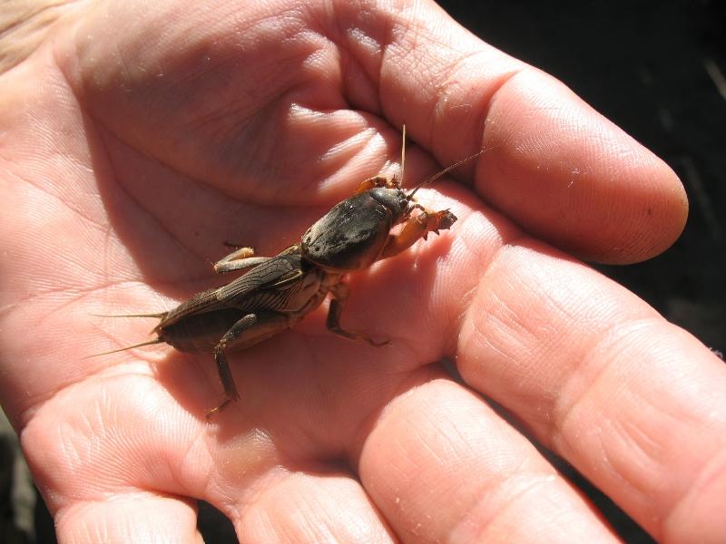 Přidejte 1 polévkovou lžíci do vody. Stojí 5 mincí a působí na medvedíky jako zahradní terminátor.
