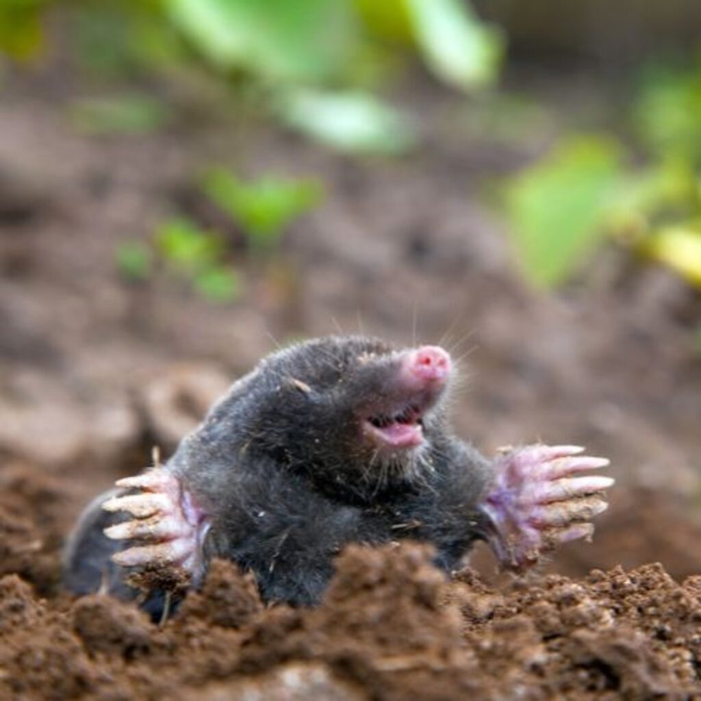 Toto je nejlepší způsob, jak se zbavit znamének, vždy funguje. Ingredience najdete v kuchyni.