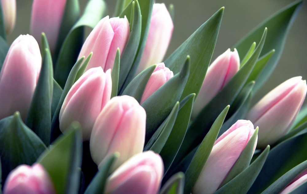 Hnojení tulipánů – tajemství holandských zahradníků. Co dělat s tulipány po odkvětu