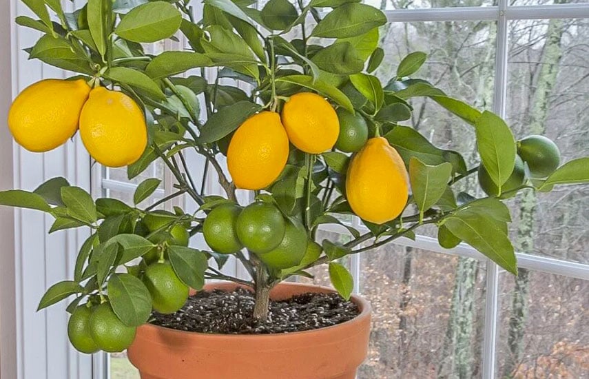 Domácí trik, jak vypěstovat citroník za méně než měsíc Toto jsou nejlepší tipy pro silný, zdravý a rychlý růst citroníku.