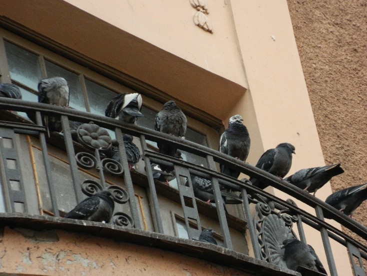Jak bojovat s holubími hnízdy na balkóně – rady odborníků