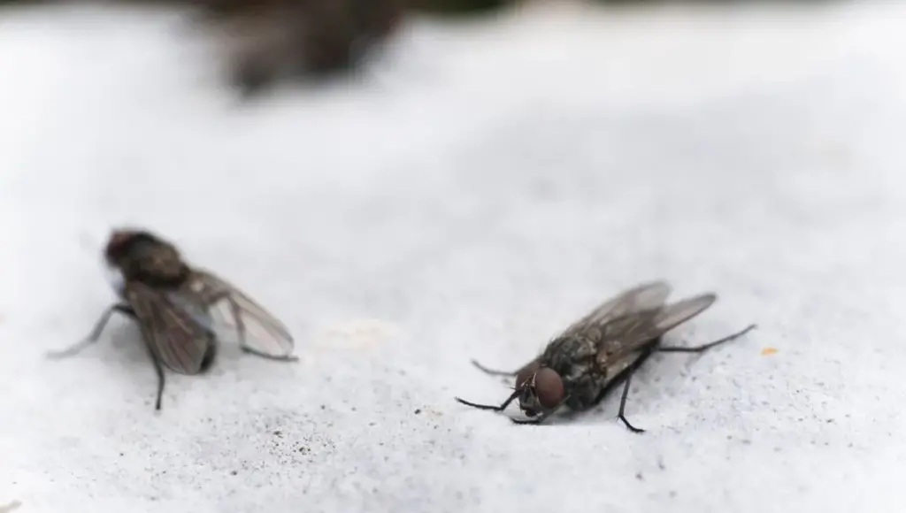 Domácí trik, který odežene mouchy z vašeho domu: účinný, ekonomický a přírodní