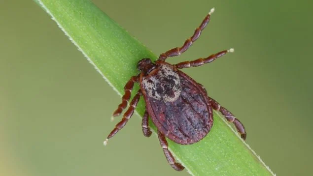 Žádný ocet, žádné insekticidy: to je spolehlivý způsob, jak se navždy zbavit roztočů ve vaší zahradě.