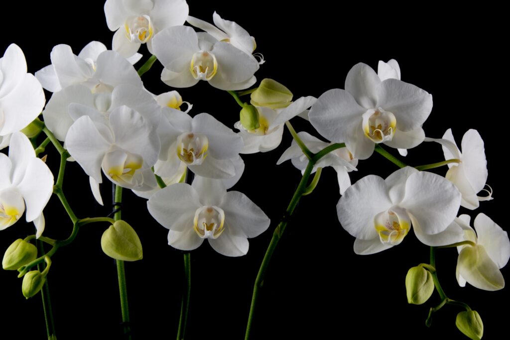 Tato kuchyňská ingredience dělá orchideje ještě krásnější – takto ji použijte, abyste získali více květů