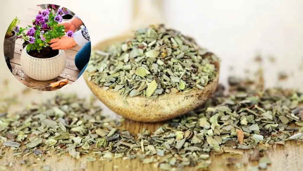Oregano na rostlinách: proč se doporučuje trochu posypat a k čemu to slouží