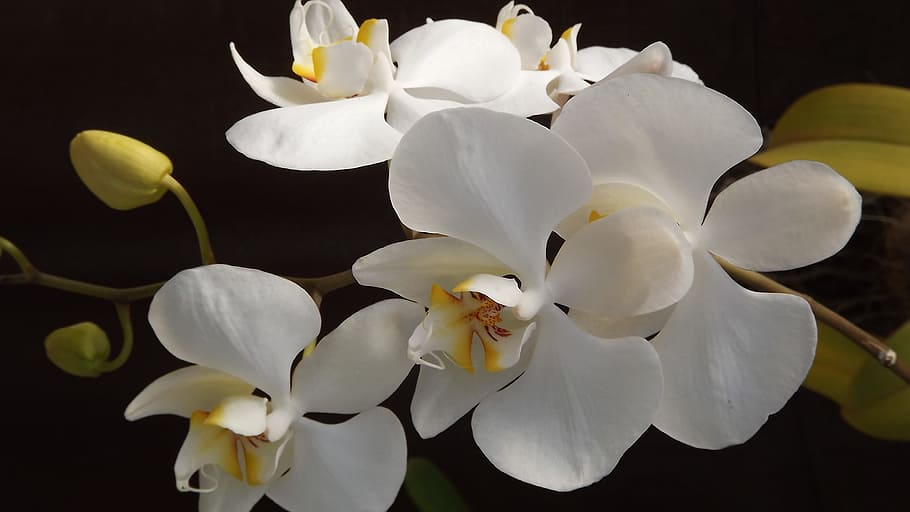 Tato kuchyňská ingredience dělá orchideje ještě krásnější – takto ji použijte, abyste získali více květů