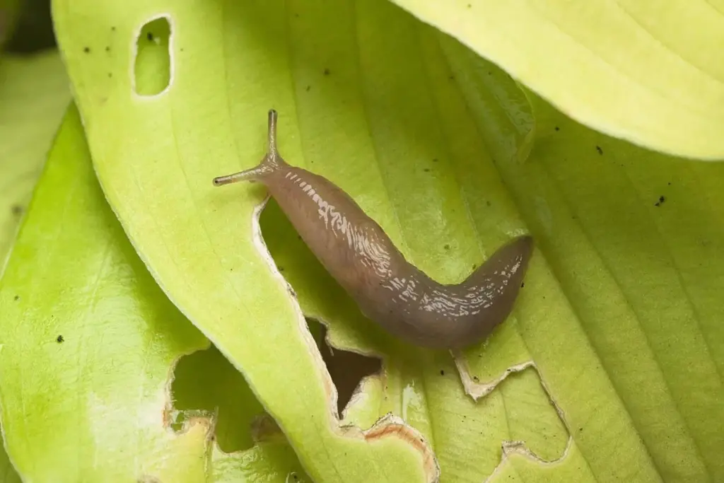 Biologické řešení: ničí nejen slimáky, ale i hmyz v zahradě.