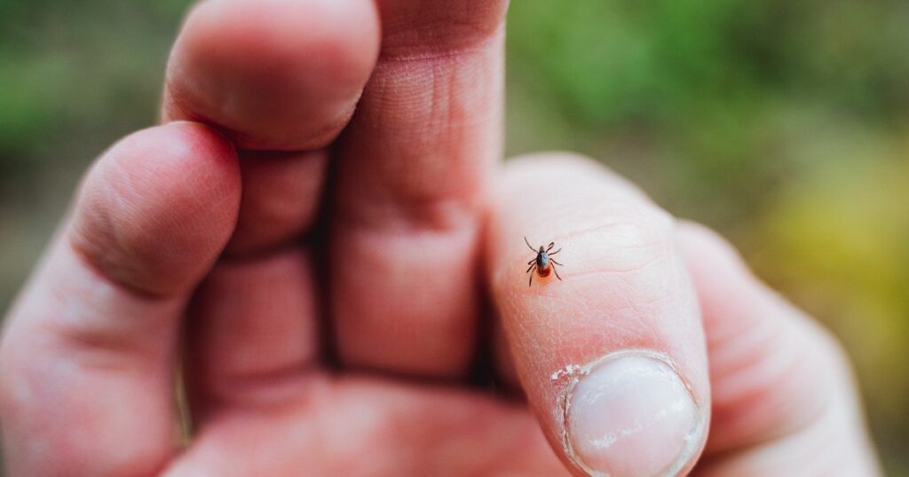 Tady jsou tři nejlepší prostředky proti klíšťatům. Výběr entomologa