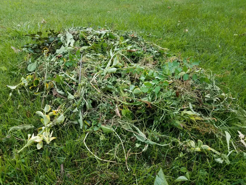 Nevyhazujte plevel. Využijte ho tímto způsobem a užijte si krásnou zahradu.