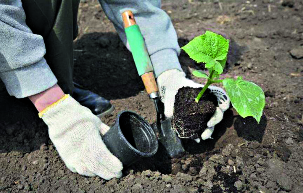 Kdy zasít okurky do země? Přesné datum určují zahradníci. To je záruka vynikající úrody.