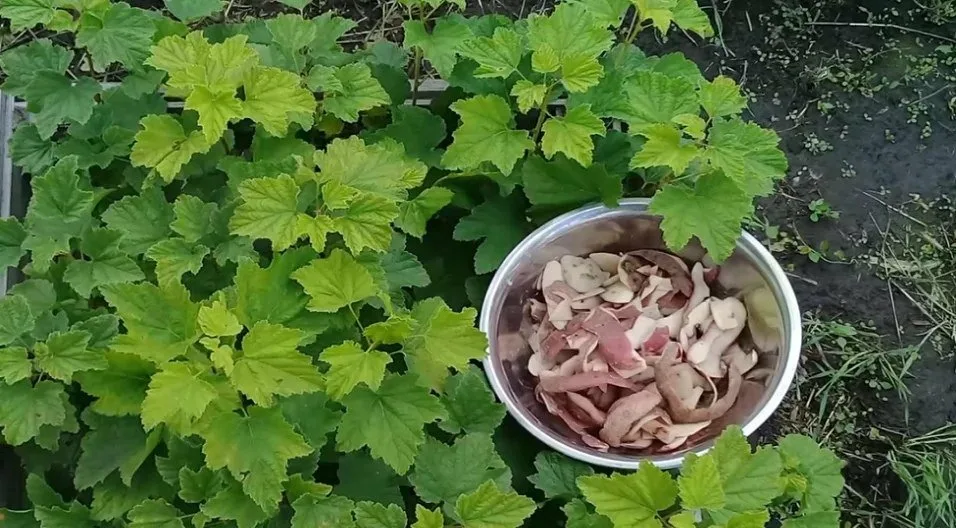 Hnojení bramborovými slupkami – trik, který urychluje růst rostlin
