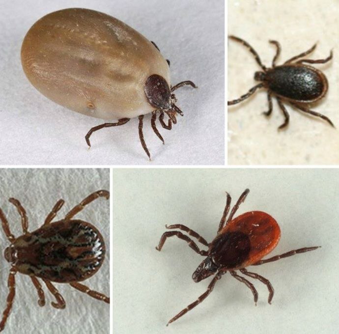 Tady jsou tři nejlepší prostředky proti klíšťatům. Výběr entomologa