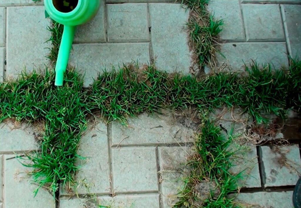Tento přírodní produkt je účinný proti plevelům na terase a chodnících