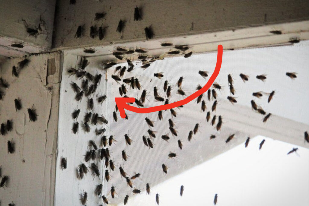 Smíchejte tyto koření a postříkejte jimi okna. Jejich vůně zahání mouchy z vašeho bytu.