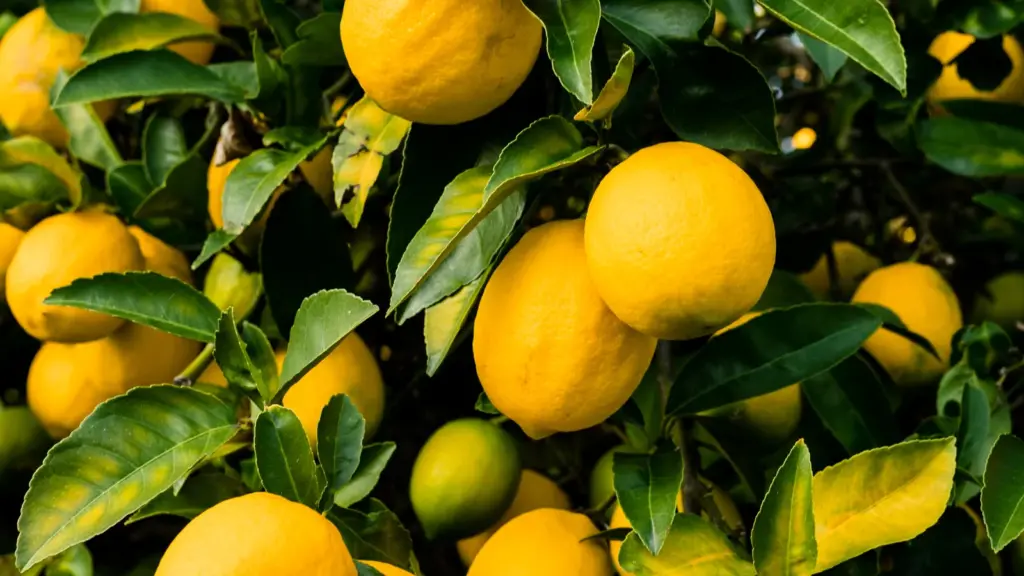 Domácí trik, jak vypěstovat citroník za méně než měsíc Toto jsou nejlepší tipy pro silný, zdravý a rychlý růst citroníku.