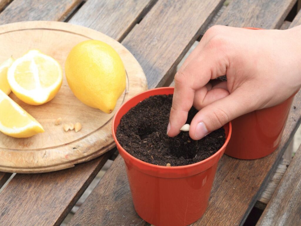 Domácí trik, jak vypěstovat citroník za méně než měsíc Toto jsou nejlepší tipy pro silný, zdravý a rychlý růst citroníku.