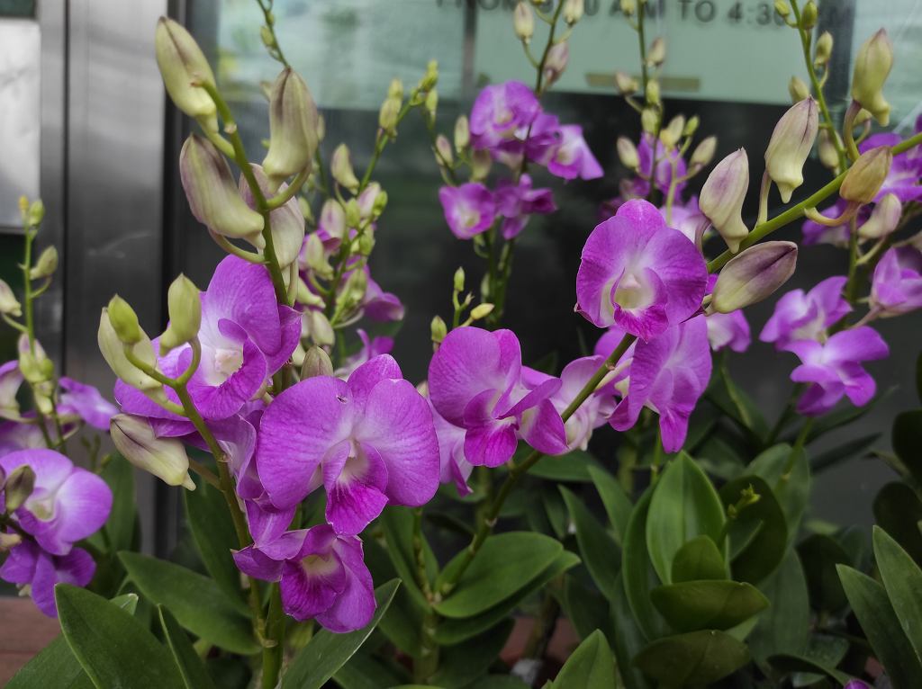 Orchidej bude kvést jako bláznivá. Stačí vzít oblíbené ovoce. Účinky jsou prostě ohromující.