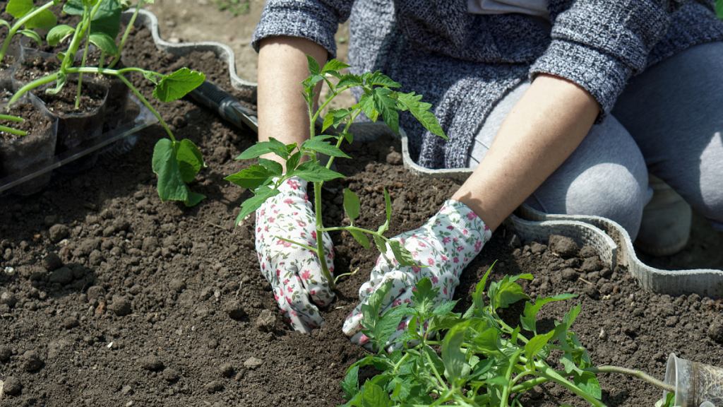Zahradníci netrpělivě čekají. Při jaké teplotě je třeba přesadit rajčata do země?