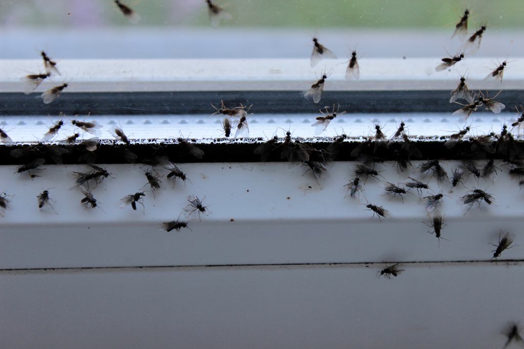 Smíchejte tyto koření a postříkejte jimi okna. Jejich vůně zahání mouchy z vašeho bytu.