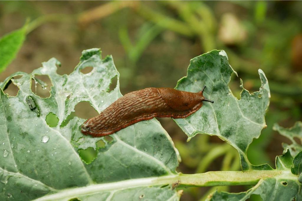 Šneci zmizí jako mávnutím kouzelného proutku. Je to všechno díky jedné zelenině.