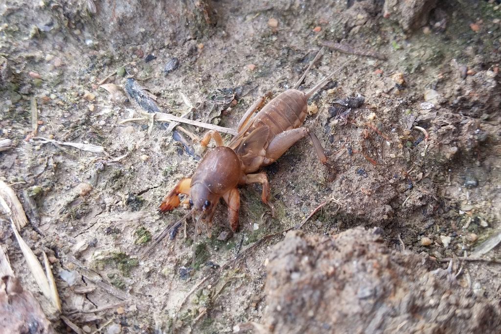 Přidejte 1 polévkovou lžíci do vody. Stojí 5 mincí a působí na medvedíky jako zahradní terminátor.